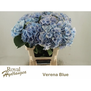 HYDR M CH VERENA BL