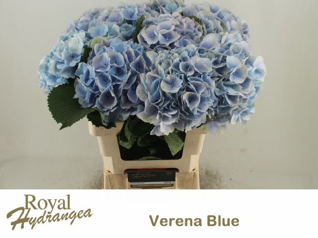 <h4>HYDR M CH VERENA BL</h4>