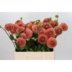 Dahlia Cornel Bronze