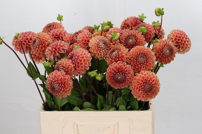 <h4>Dahlia Cornel Bronze</h4>