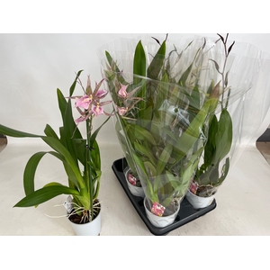BRASSIA SUMMER DREAM