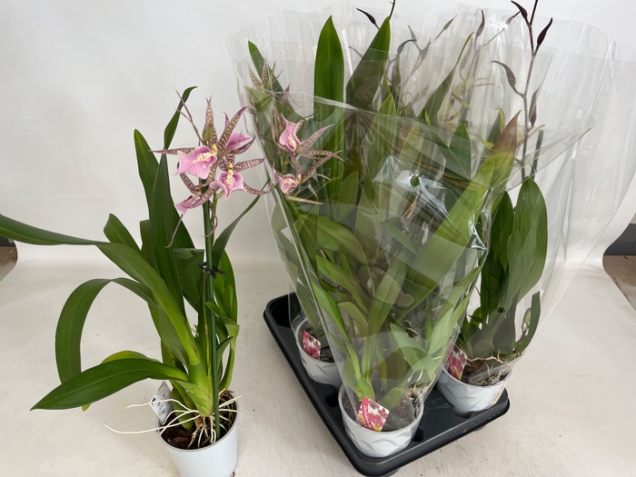 <h4>BRASSIA SUMMER DREAM</h4>