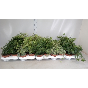 Hedera helix   ...