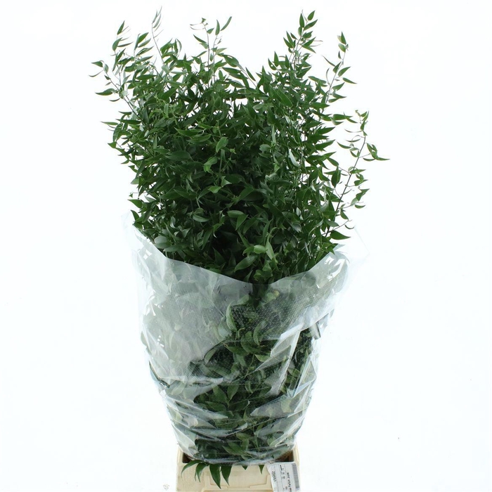 <h4>DANAE RACEMOSA PB</h4>