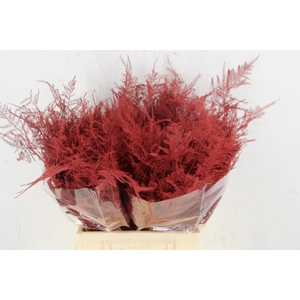 Asp IT 1e Veren Rood