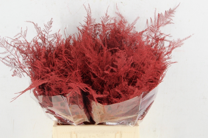 <h4>Asp IT 1e Veren Rood</h4>