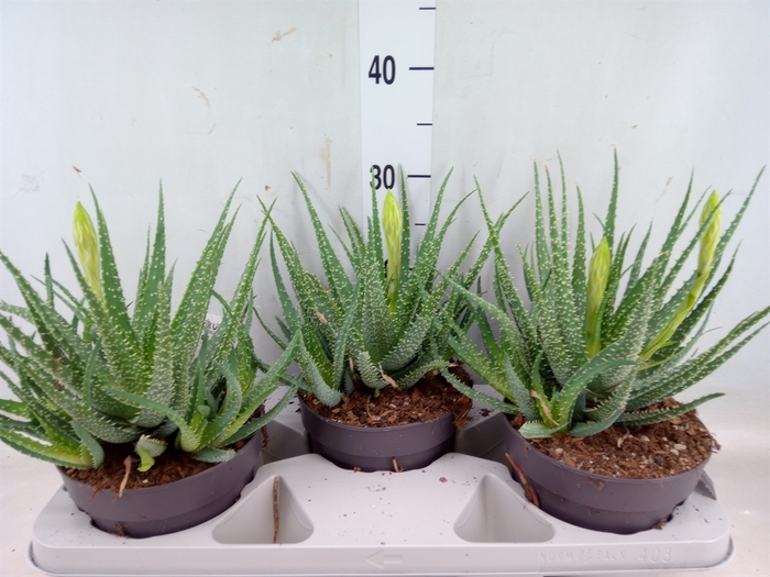 <h4>Aloe humilis</h4>