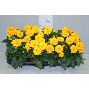 Coreopsis Gr Double The Sun