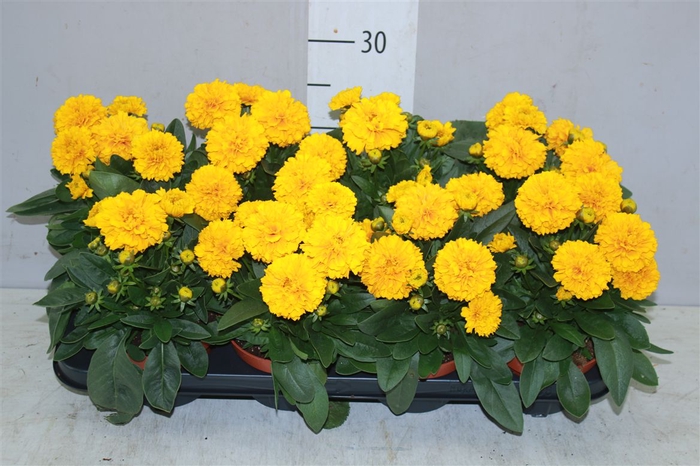 <h4>Coreopsis Gr Double The Sun</h4>