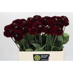 Dahlia Black Fox