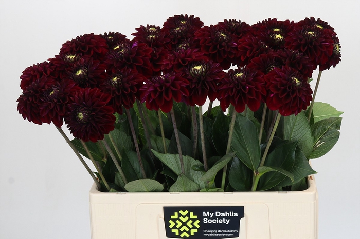 <h4>Dahlia Black Fox</h4>