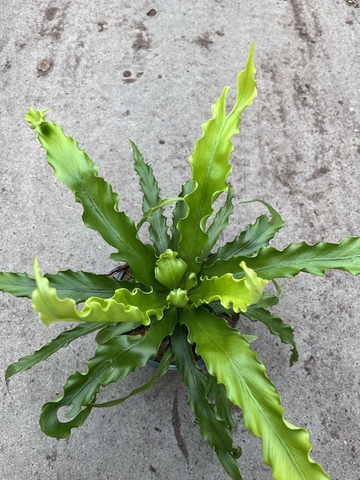 ASPLENIUM NIDUS