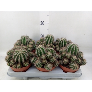 Cactus   ...