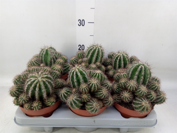 <h4>Cactus   ...</h4>
