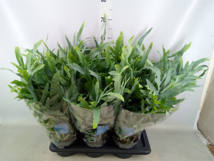 <h4>Phlebodium aureum 'Blue Star'</h4>