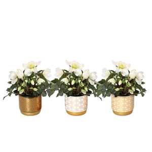 Helleborus niger 'Christmas Carol'