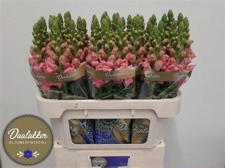 <h4>Antirrhinum majus 'Potomac Pink'</h4>