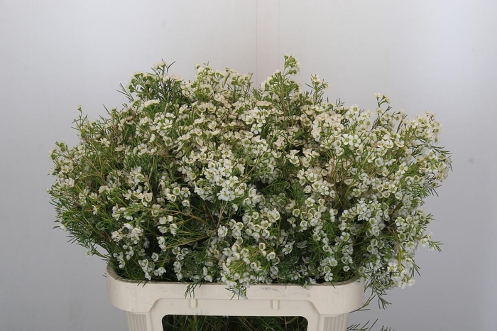 <h4>Chamelaucium Grace</h4>