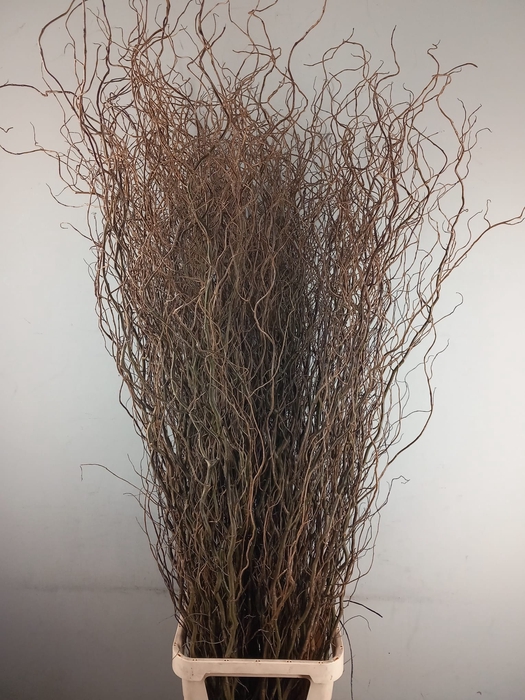 <h4>SALIX B TORTUOSA</h4>