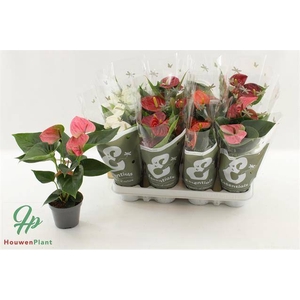 ANTHURIUM MIX P9