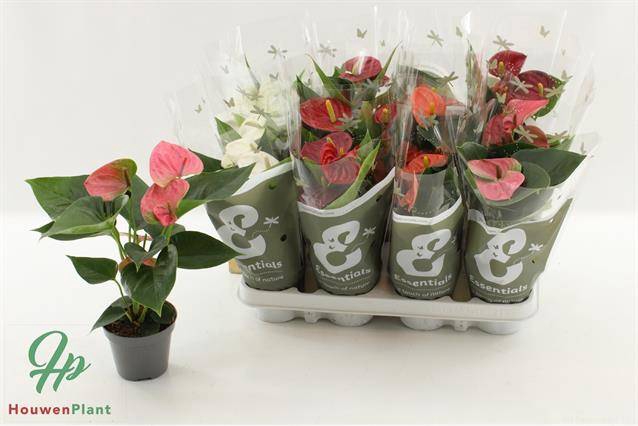 <h4>ANTHURIUM MIX P9</h4>