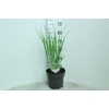 Panicum Virgatum Northwind