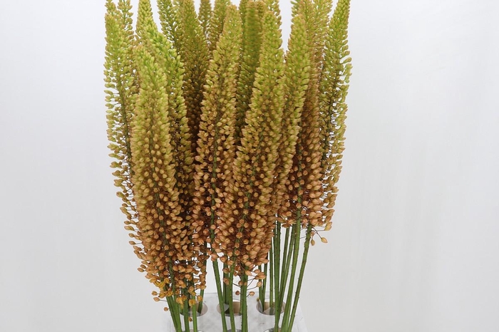 <h4>Eremurus Emmy Ro</h4>