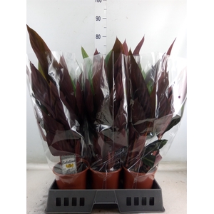 Stromanthe sanguin. 'Stripestar'