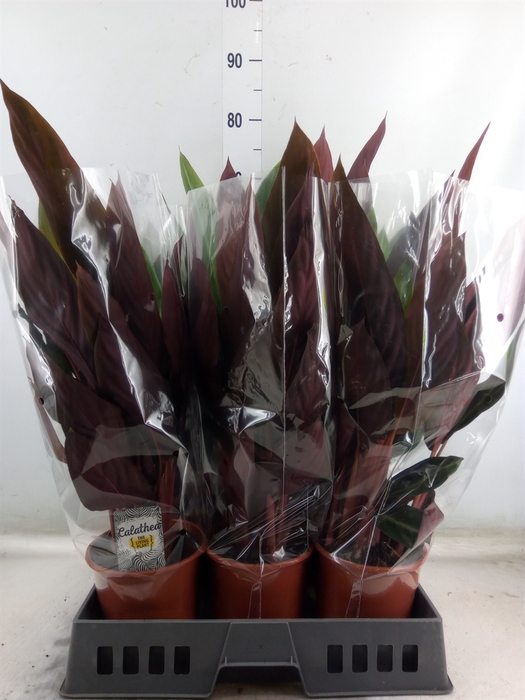 <h4>Stromanthe sanguin. 'Stripestar'</h4>