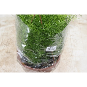 ASPARGO ALFINETE C21