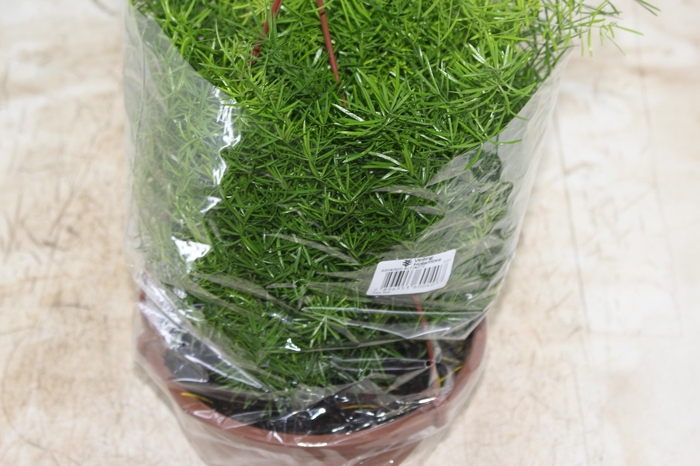 <h4>ASPARGO ALFINETE C21</h4>