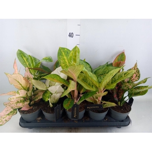Aglaonema   ...