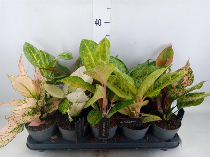 <h4>Aglaonema   ...</h4>