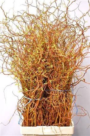 <h4>Salix Bunch</h4>