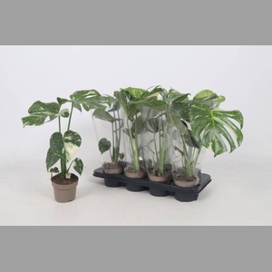 MONSTERA DELICIOSA