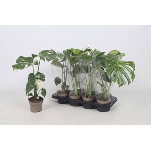 MONSTERA DELICIOSA