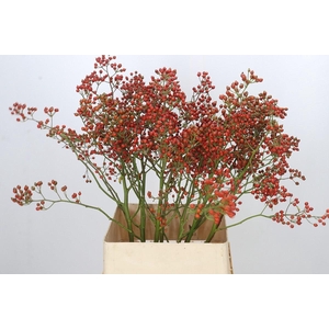 Rozenbottel Autumn Rosefruits gold