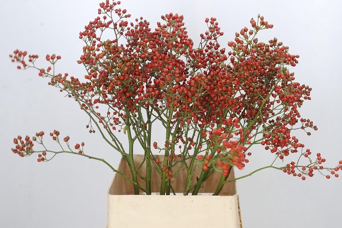 <h4>Rozenbottel Autumn Rosefruits gold</h4>