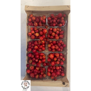 MALUS RED SENTIN BAK