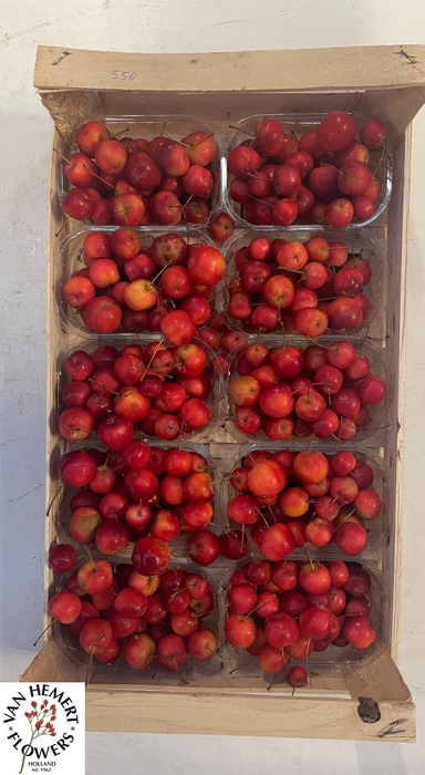 <h4>MALUS RED SENTIN BAK</h4>