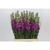 Matthiola Iron Rose