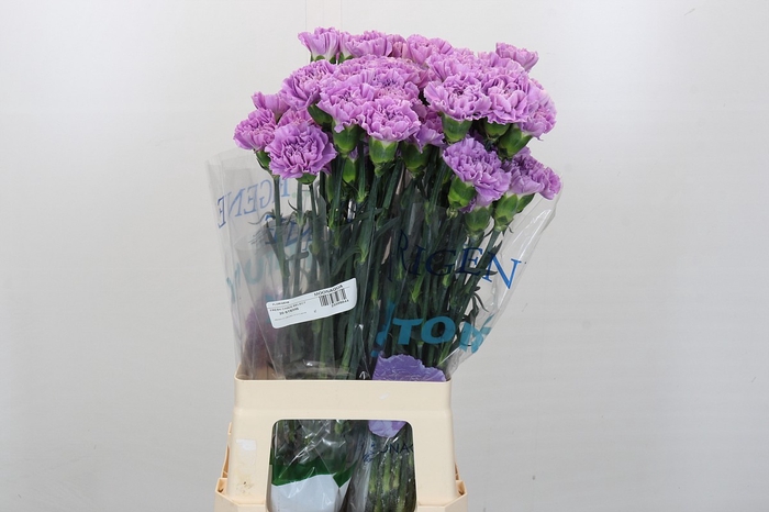 <h4>Dianthus St Florigene Moonaqua</h4>