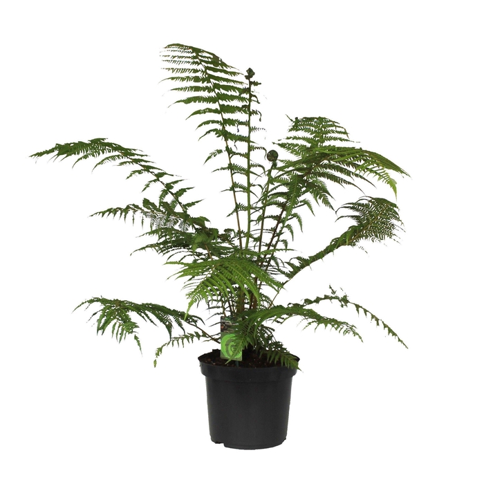 <h4>Dicksonia Antarctica (Tasmaanse Boomvaren)</h4>
