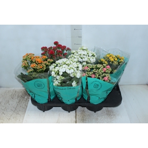 KALANCHOE DOBRADO P15