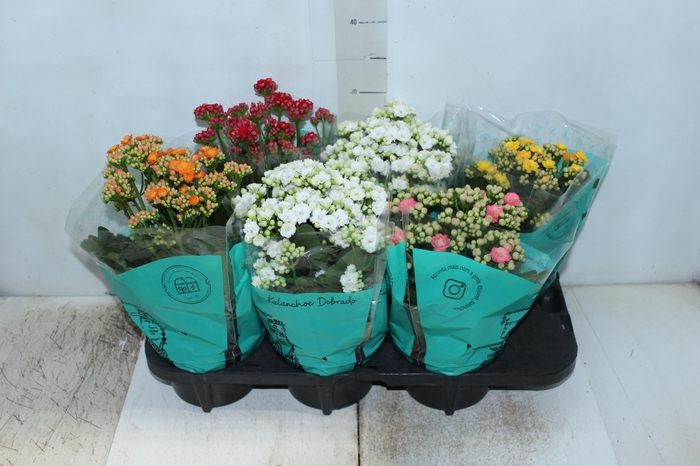 <h4>KALANCHOE DOBRADO P15</h4>