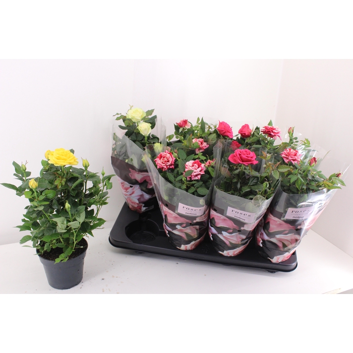 <h4>RO PATHIT GEM 4 SRT</h4>