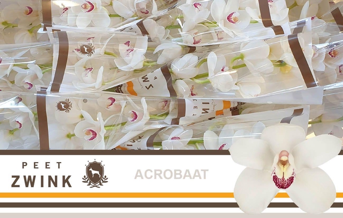 <h4>CYMB T ACROBAAT</h4>