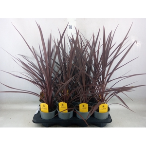Cordyline austr. 'Red Star'