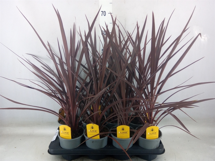 <h4>Cordyline austr. 'Red Star'</h4>