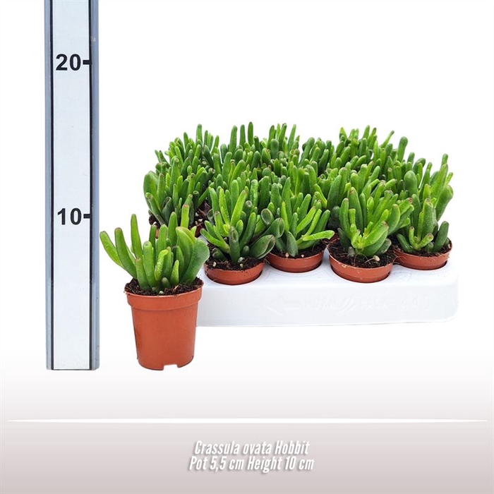 <h4>Crassula ovata Hobbit</h4>